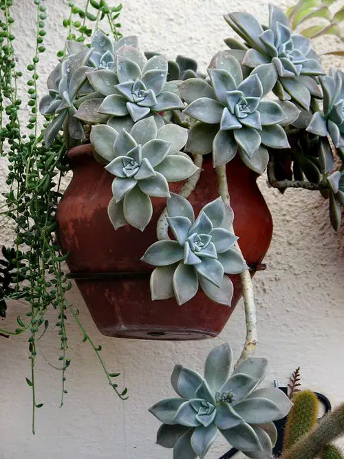 lovely Cactus and Succulents that Germinate in Less than 5 Days