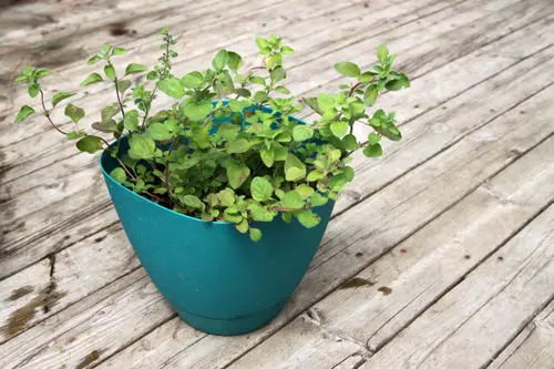 Planting Perennial Herbs Once Will Let You Savor Them for Years