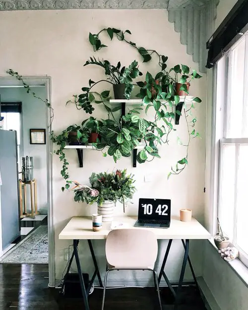 Green Home Office Desk Ideas with Plants | Trailing Plants on the Shelves