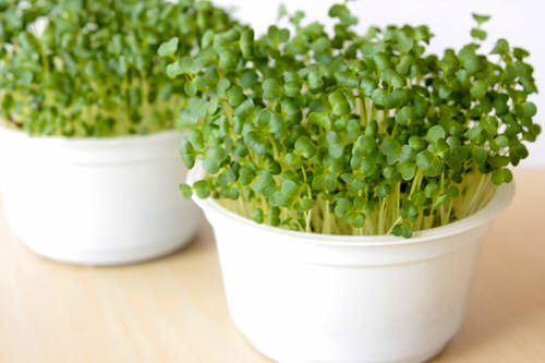 Growing Broccoli Micro-Greens 3