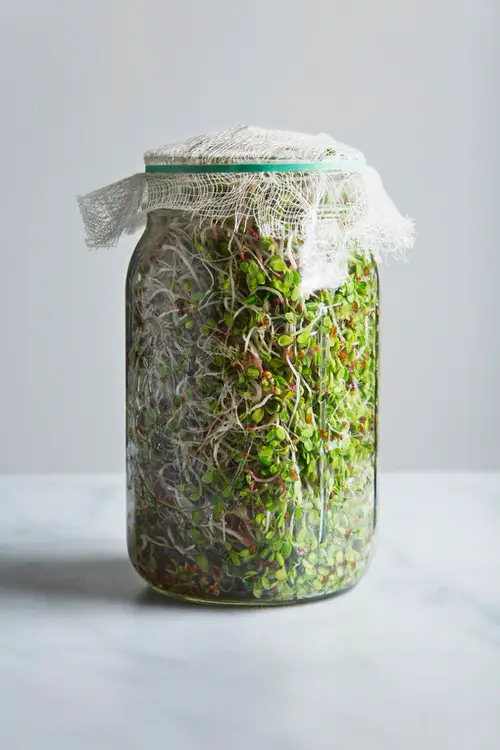 Growing Broccoli Micro-Greens 1