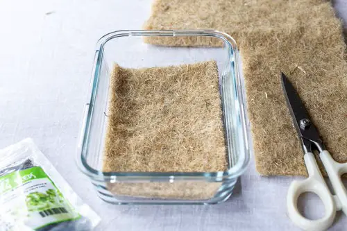 How to Grow Broccoli Sprouts 2