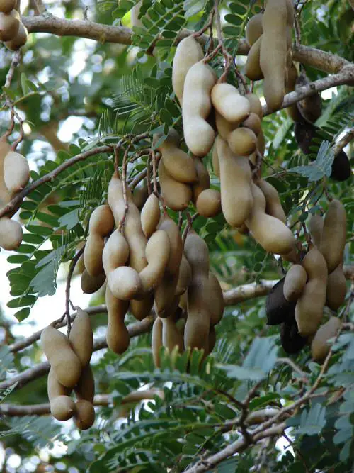 Growing Tamarind in Pots 8