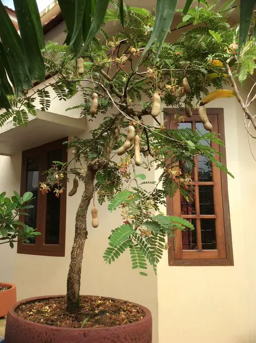 Growing Tamarind in Pots 1