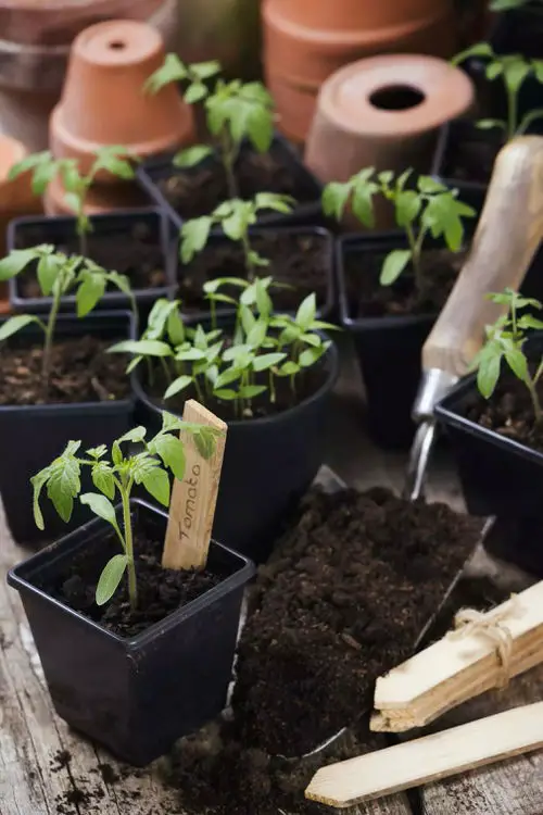  Propagate Tomatoes From Seeds