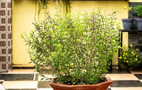 top Plant Once and Enjoy Years of Benefits from Perennial Herbs