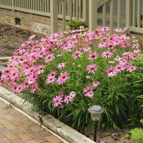 Include Native Plants in Your Garden