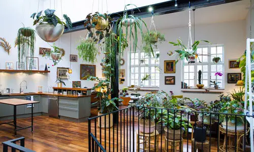 Potted and Hanging Plants in an Open Kitchen