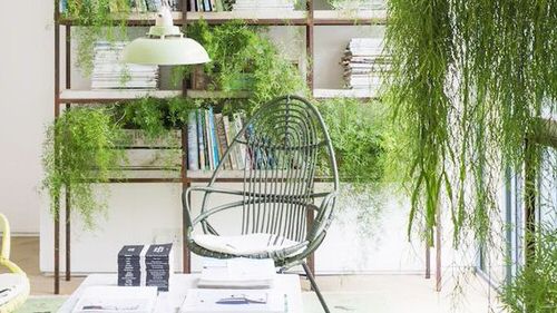 Indoor Jungle with Trailing and Potted Plants