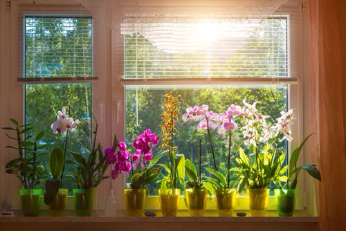 Flowers by the Window