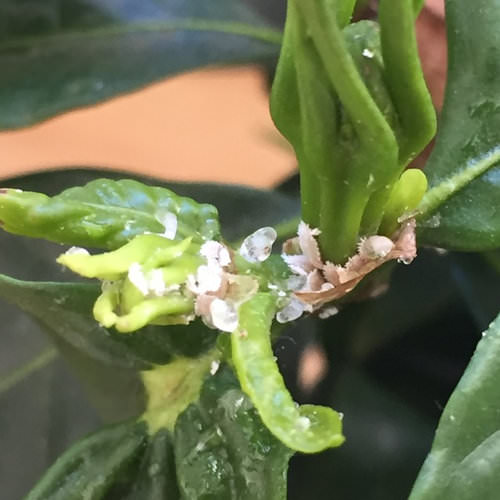 Insects & Diseases