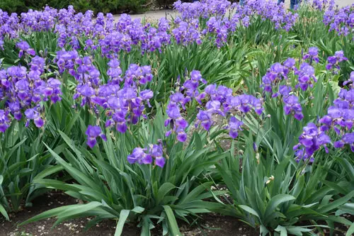 Iris plants for your garden