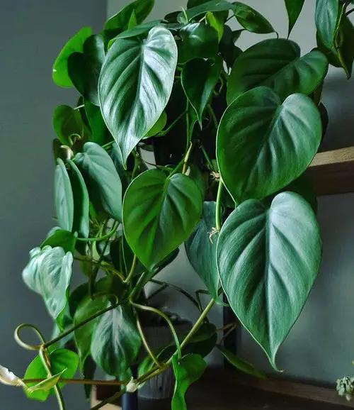 Indoor Philodendron Benefits 8