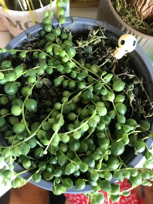 How to Grow String of Pearls Fuller and Bigger Like Pictures 2