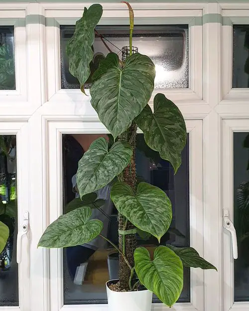 Indoor Philodendron Benefits | low Maintenance