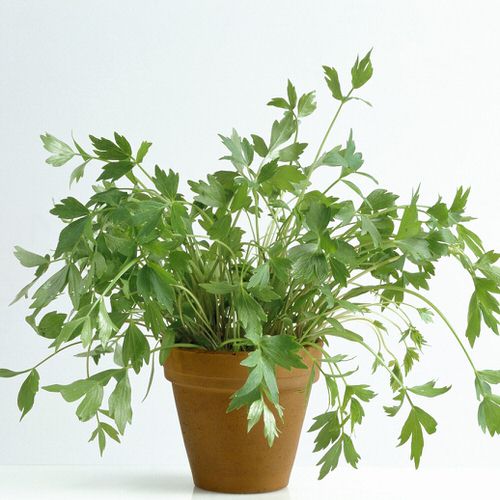 Herbs That Are Perennials That You Can Plant Once and Use Forever