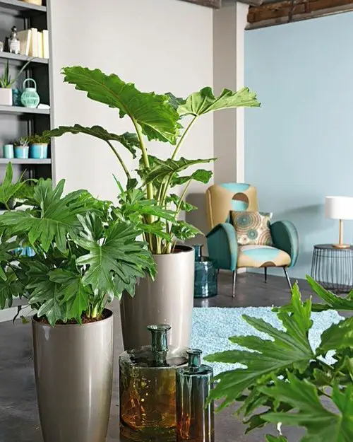 Indoor Philodendron Benefits 7