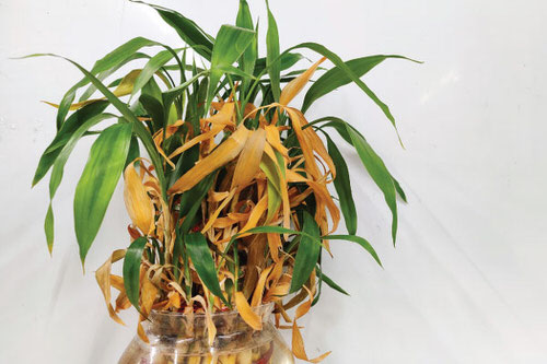 How to Save a Dying Lucky Bamboo