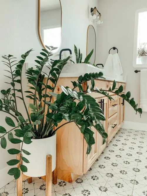Types of ZZ Plant Varieties indoor