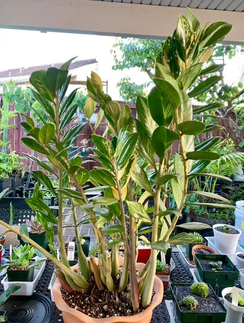 beautiful Types of ZZ Plant Varieties To Grow Indoors