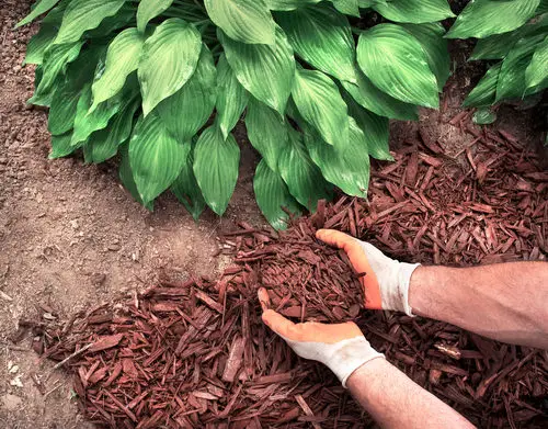 Make Weeding a Routine