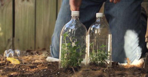 Cheap Gardening Tricks Every Gardener Should Know 89