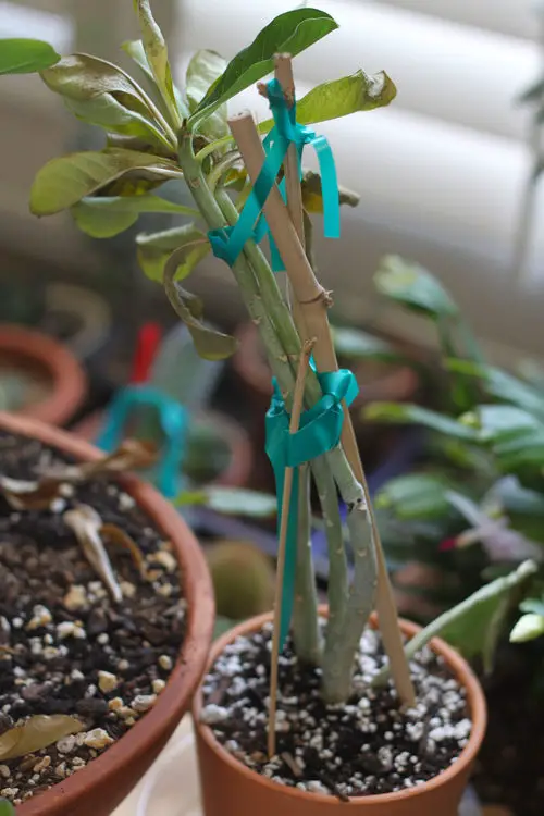 How to Fix Bent Stems of Any Houseplant 2