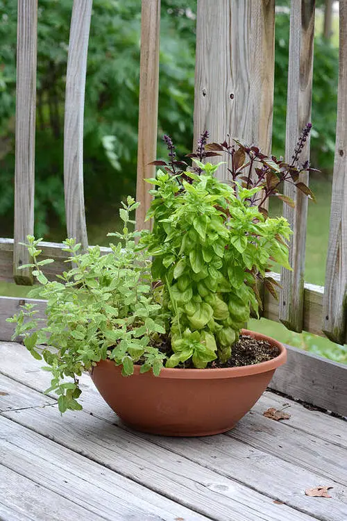 Amazing Edible Plants that Grow in Shade