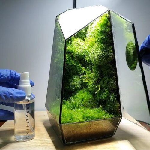 Mini Forest on Desk