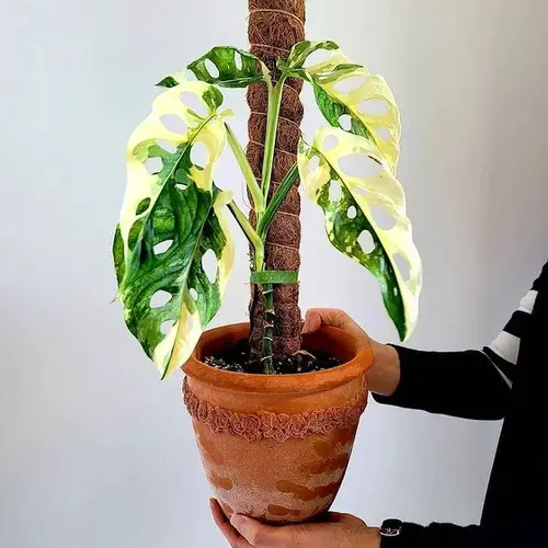 Best Monstera Adansonii Varieties 2