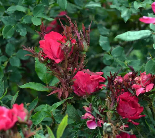Common Rose Growing Mistakes in pest control