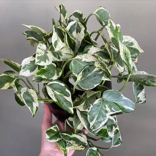 best Variegated Versions of Most Popular Houseplants