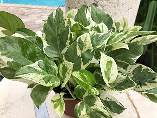Pearls and Jade Pothos Care 4
