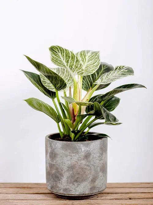 Philodendron Birkin 1