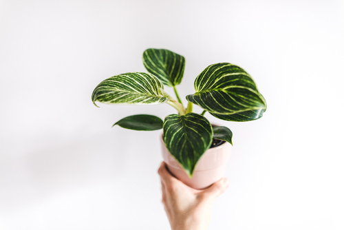 Philodendron Birkin 4