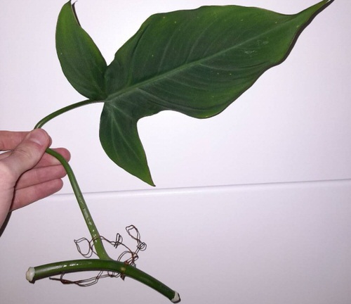 Philodendron Camposportoanum Care 2