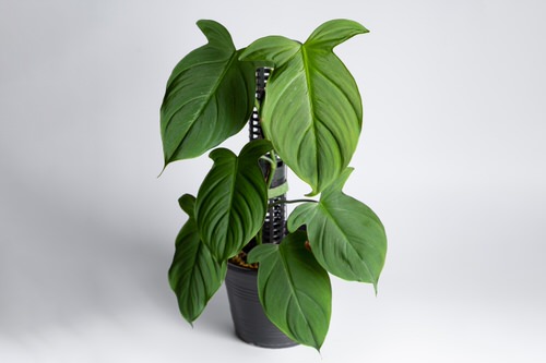 Philodendron Camposportoanum Image