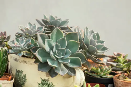 Use the Right Growing Medium