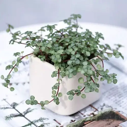 Plants That Look Like String of Hearts 4