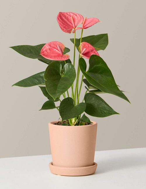 Pretty Pink Houseplants 24