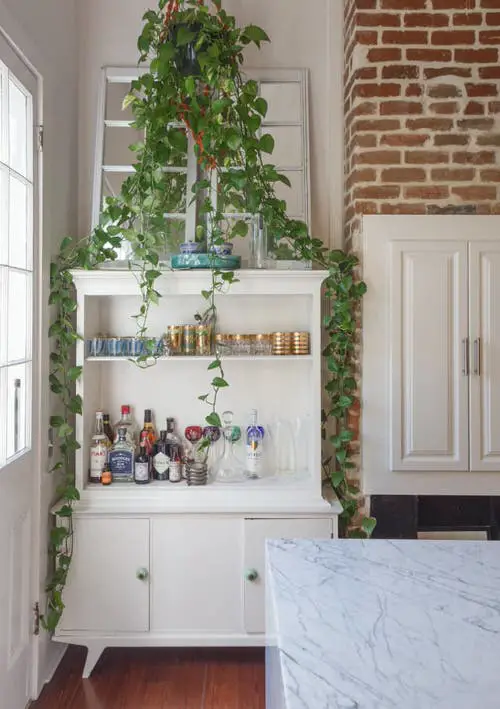 Pothos Trailing Down a Wooden Shelf