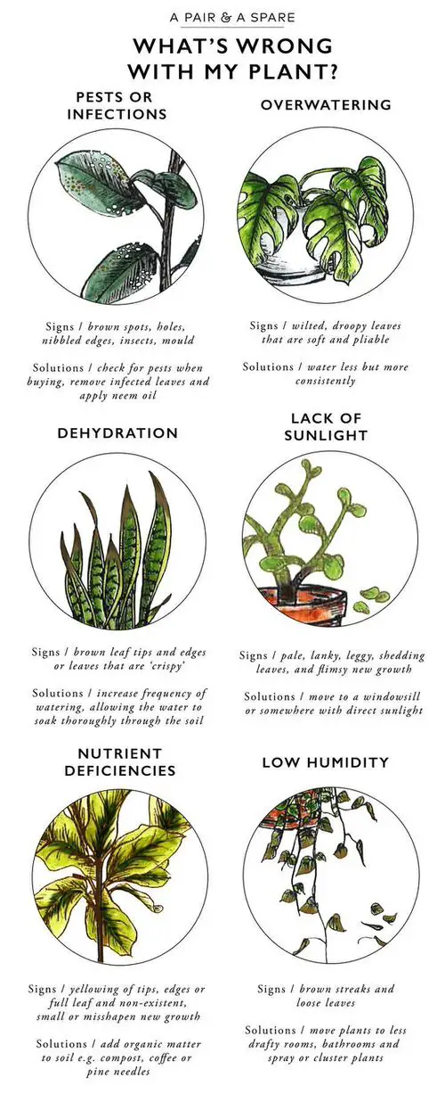 Plant Nutrient Deficiency in Picture 9