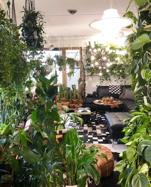 Potted Cacti in Home Jungle