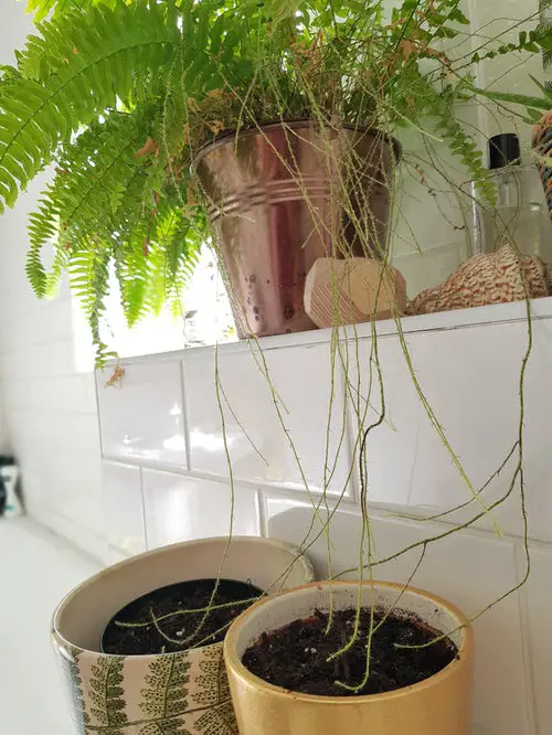 Growing Ferns from Stolons