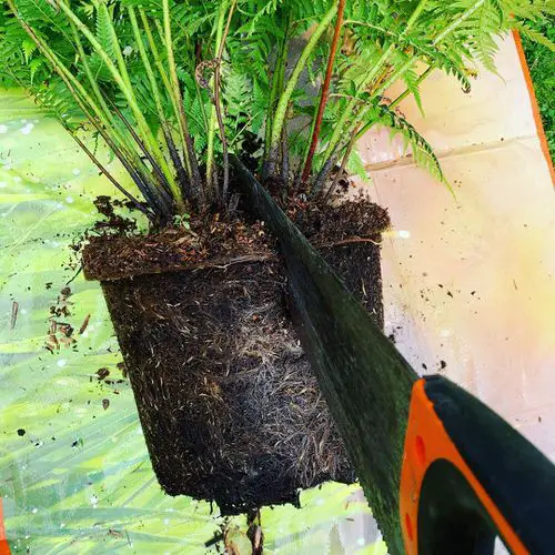 How to Grow Ferns from Ferns 2