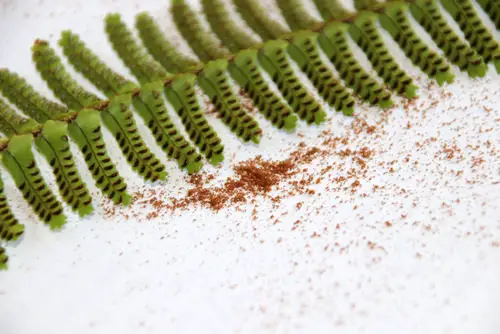 Growing Ferns from Spores 001