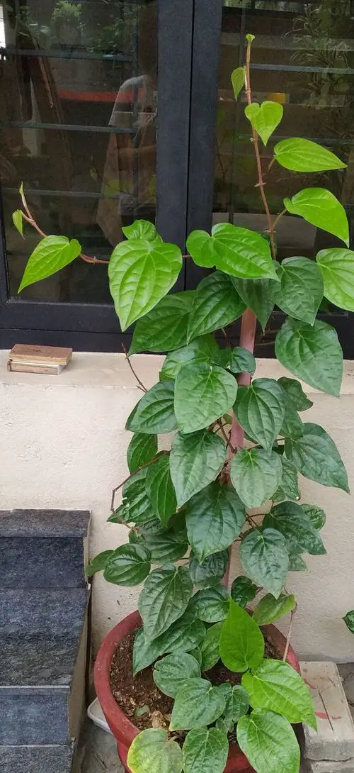 Betel leaf plant image