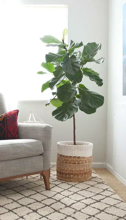 Fiddle Leaf Fig Care 2