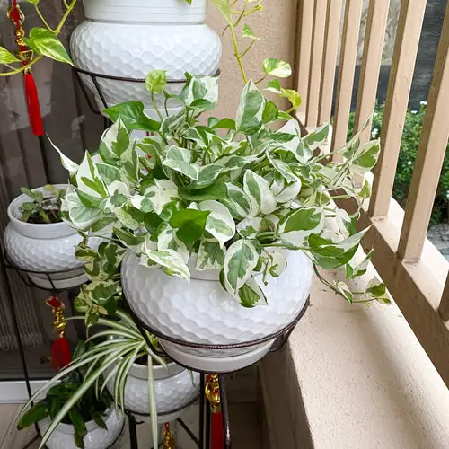 Pearls and Jade Pothos Care 3