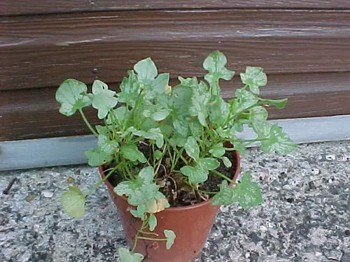 amazing  Perennial Herbs You Can Plant Once and Enjoy for Years